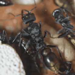 Myrmecia Piliventris Queen - Golden-Tailed Bull Ant