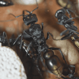 Screenshot 2025-11-29 at 4.30.39 pm