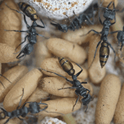 Alternative view of Colony 80+ Myrmecia Piliventris (Golden-Tailed Bull Ant) Queen Ant