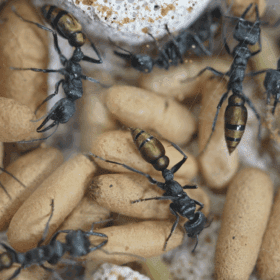 Screenshot 2025-11-29 at 4.32.14 pm