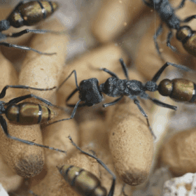 Screenshot 2025-11-29 at 4.33.59 pm