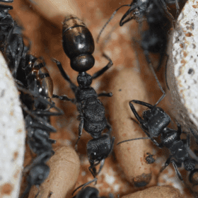 Screenshot 2025-11-29 at 4.34.41 pm