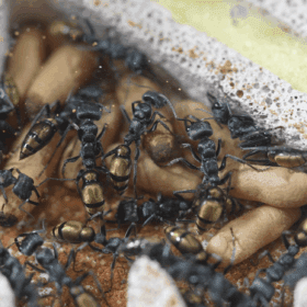 Screenshot 2025-11-29 at 4.36.36 pm