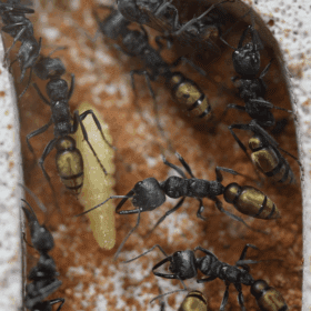 Screenshot 2025-11-29 at 4.36.58 pm