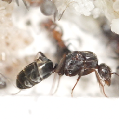 Iridomyrmex Anceps Queen - Mini-Meat Ant