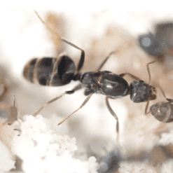 Alternative view of Iridomyrmex Anceps Queen - Mini-Meat Ant