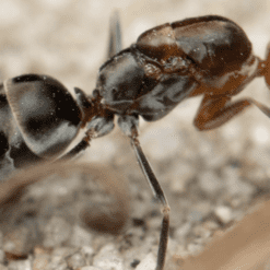 Iridomyrmex Rubriceps Queen