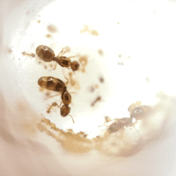 Alternative view of Dual / Triple Small Orange Pheidole Queens - 15+ Workers
