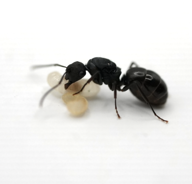 Screenshot 2026-01-30 at 11.56.47 am