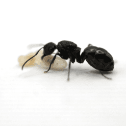 Alternative view of Polyrhachis Phryne Queen - Armour Ant