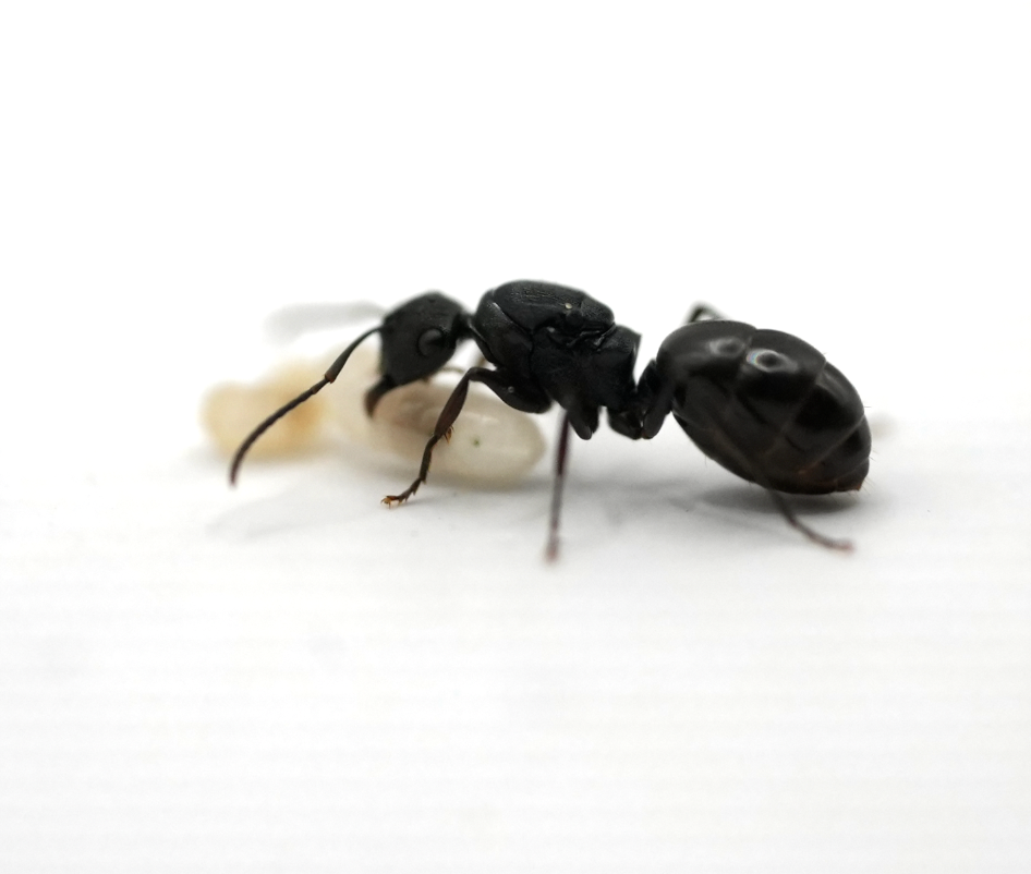 Screenshot 2026-01-30 at 11.56.53 am