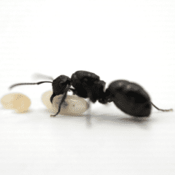 Polyrhachis Phryne Queen - Armour Ant