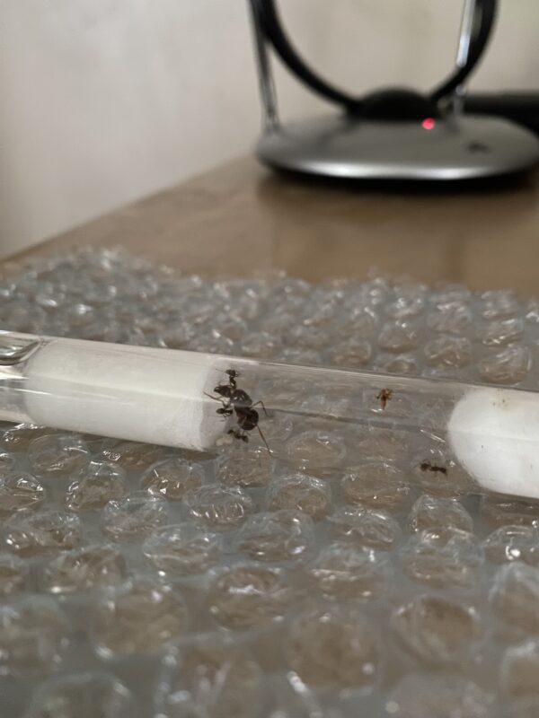 Image #1 from Sean Chapman