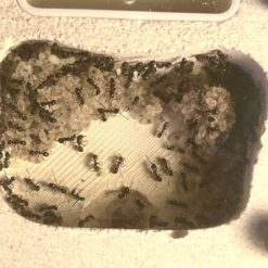 Alternative view of Colony - Iridomyrmex Bicknelli Queen + 50W - Black Pavement Ant - in Nest