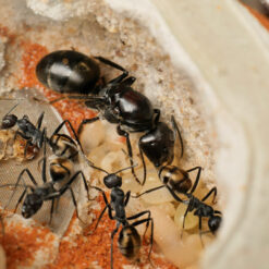 Camponotus Suffusus Queen - Giant Golden Sugar Ant