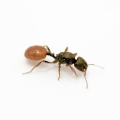 Chelaner Kiliani Queen - Mono Ant