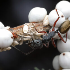 Alternative view of Camponotus Suffusus Queen - Giant Golden Sugar Ant