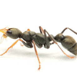 Alternative view of Colony 15+ Myrmecia Croslandi (Jack Jumper Bull Ant)