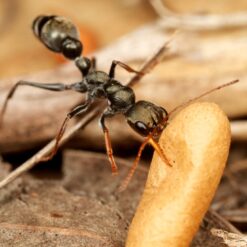 Colony 15+ Myrmecia Croslandi (Jack Jumper Bull Ant)