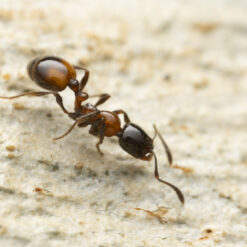 Alternative view of Chelaner Kiliani Queen - Mono Ant