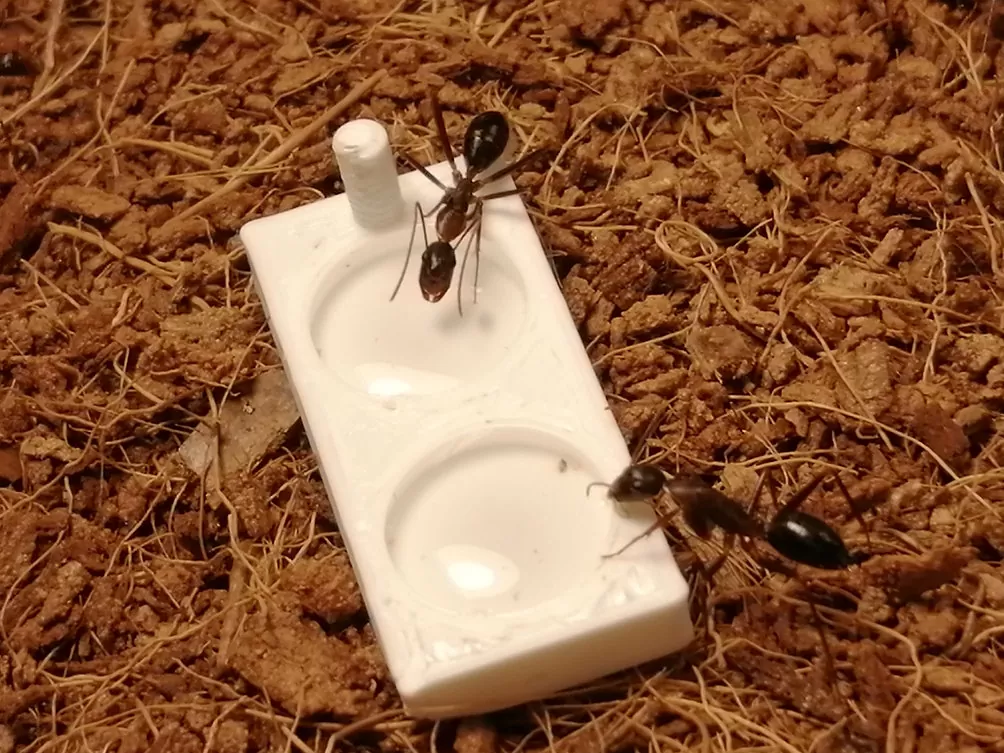 How do I care for my Queen Ant? Only 4 Thnigs They Need